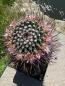Preview: Mammillaria compressa